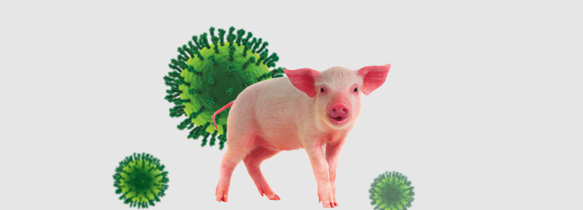 Gripe Porcina – Diagnóstico & monitorización
