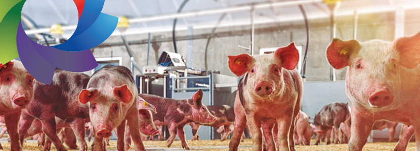 Instalaciones porcinas del futuro para cerdos de engorde ¿Por qué esperar?