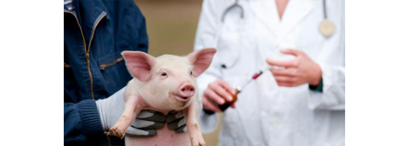 El camino hacia el uso responsable de antibióticos en producción porcina