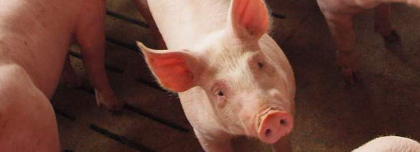 Gestión y manejo del cebo en ganado porcino – Monitorización sanitaria
