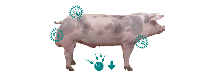 La Influenza Porcina reduce la calidad seminal del verraco
