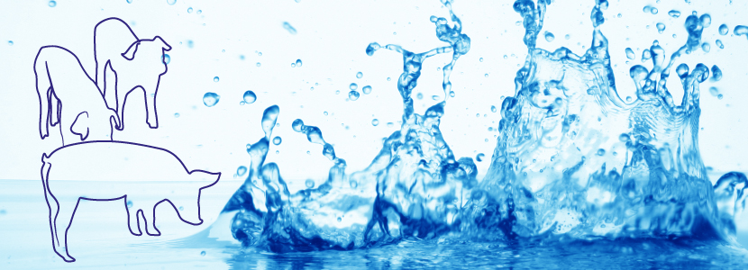 ¿Cómo afecta la calidad del agua a la salud de tus cerdos?