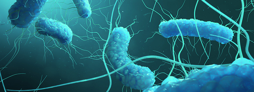 Abordaje de la diarrea postdestete causada por E.coli enterotoxigénico