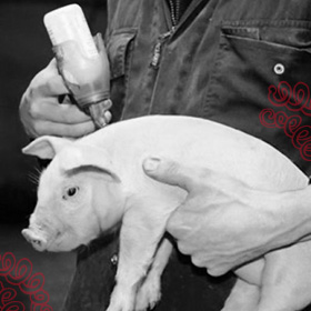 vacunación de cerdos