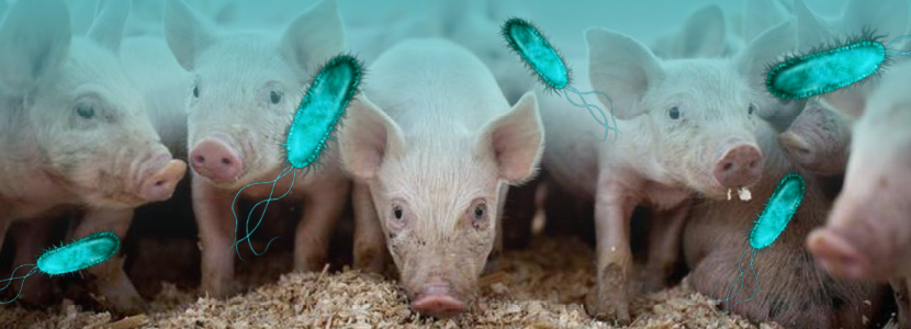 ¿Se está comiendo <em>E. coli</em> el rendimiento de mis animales?