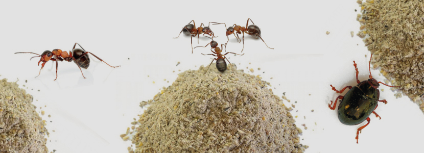 ¿Estamos preparados para incorporar los insectos a la dieta de los cerdos?