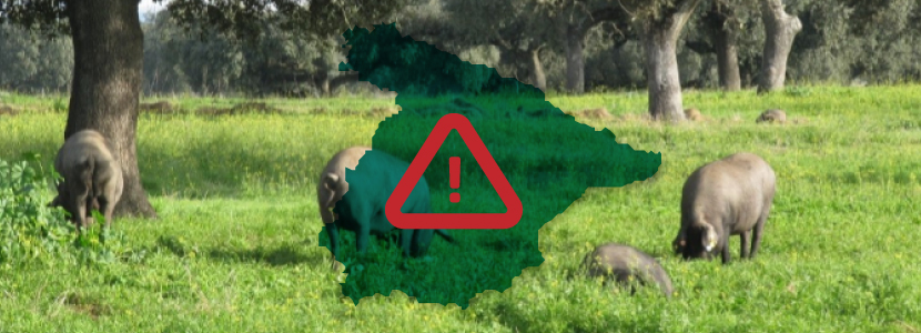 Preservación de razas porcinas autóctonas en peligro de extinción en Asturias