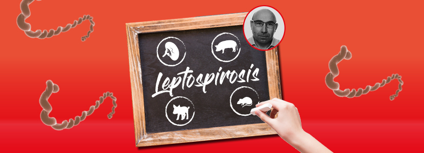 Leptospirosis porcina – Una asignatura pendiente