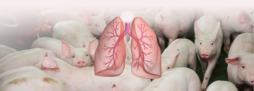 Procesos respiratorios en cerdos de transición – Nuevos retos