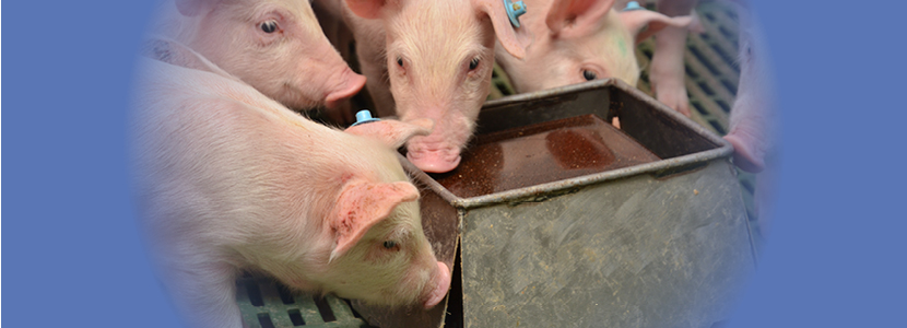 ¿Problemas con mordeduras en cerdos? – Descubre PIGLYX<sup>