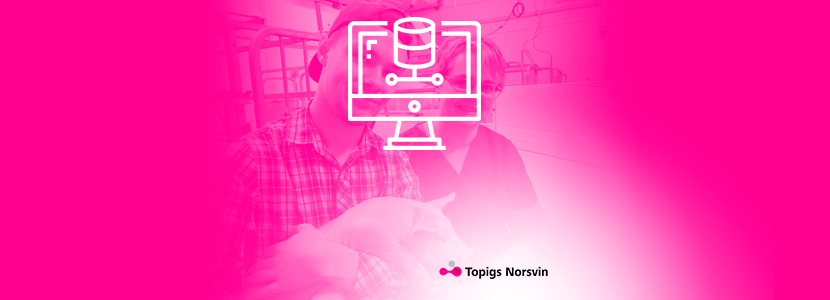 Pigbase, la base de datos de Topigs Norvsin, registra 40 millones de cerdos
