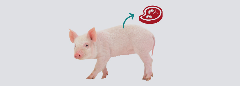 ¿Conoces los riesgos de la cisticercosis porcina para la salud pública?