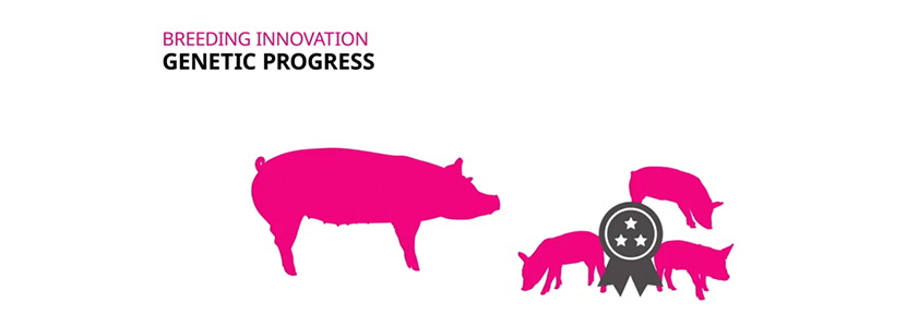 Descubre las Innovaciones en tecnología genética de Topigs Norsvin