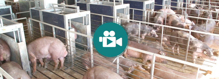 Información objetiva – La clave para potenciar la productividad de tus cerdos