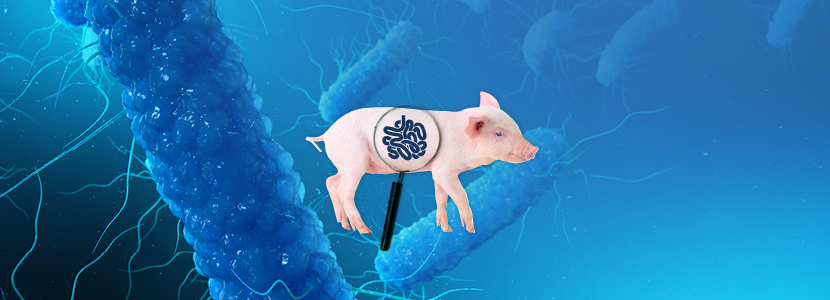 Salmonelosis porcina – ¿A qué nos enfrentamos?