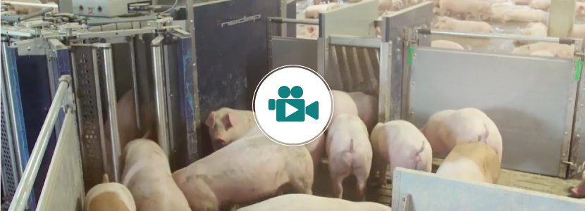 ¿Selección automática de cerdos por peso? – Ya es una realidad