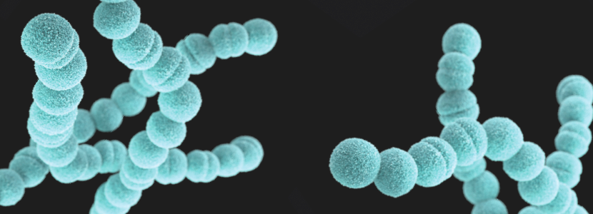 Un viejo conocido vuelve a ser tendencia – Streptococcus suis