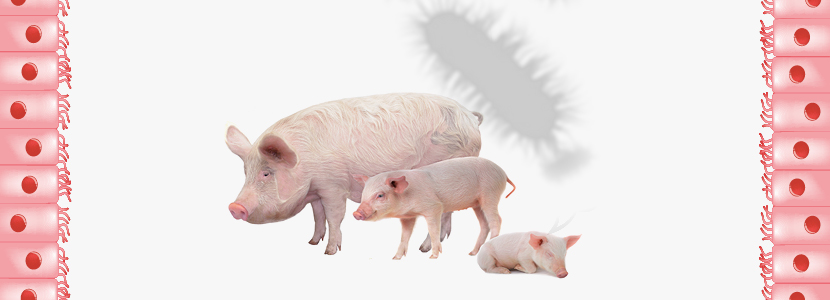 Colibacilosis porcina – La pesadilla de la lactación, transición & cebo