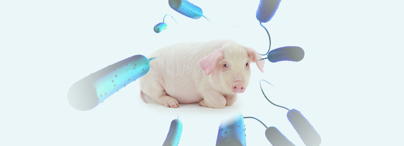 Modificación de cepas de E. coli presentes en los cerdos mediante vacunación