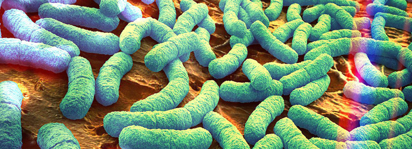 La microbiota intestinal- Billones de bacterias trabajando para la salud