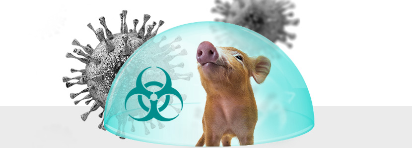 ¡Bioseguridad ante todo! – Protege a tus cerdos de la Peste Porcina Africana