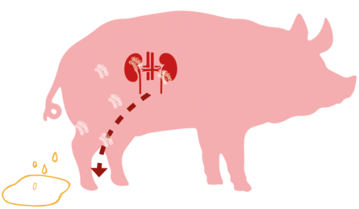 Diagnóstico laboratorial de la leptospirosis porcina
