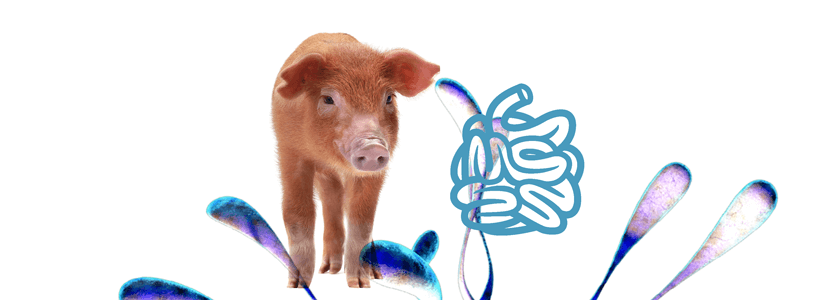 Procesos digestivos en porcino – Una perspectiva general