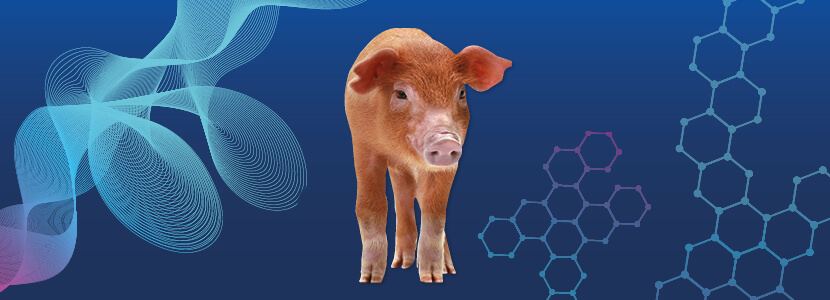 Una visión global de la respuesta de los aminoácidos a la fitasa en porcino
