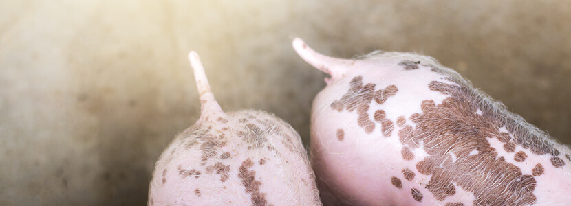 ¿Cómo abordar el reto de dejar colas enteras en los cerdos?