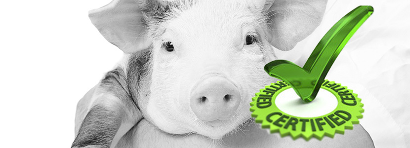 Leptospirosis porcina – ¿Cómo certificamos nuestra sanidad?