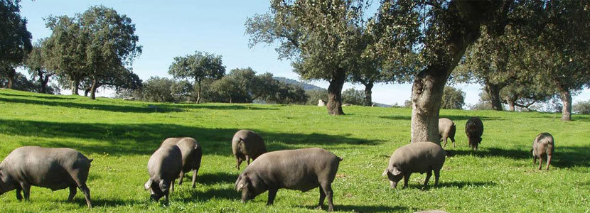 MSD Animal Health forma a los profesionales del cerdo Ibérico...