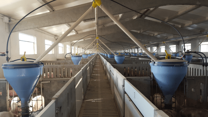 Tolvas de alimentación para lechones y cerdos de engorde New Farms Blu’Hox de Roxell