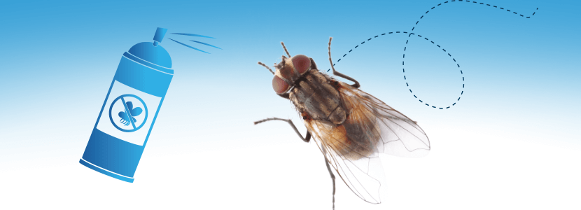 Control de moscas en la producción porcina – Práctica clave para reducir las enfermedades