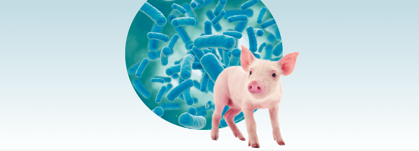 Percepción de quórum – La vida secreta de la microbiota intestinal