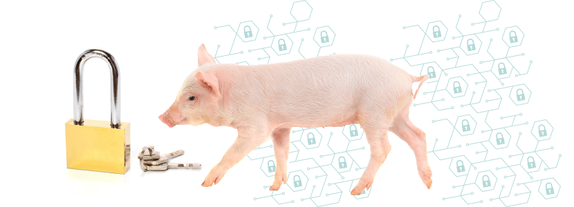 Seguros ganaderos – ¿Están protegidas las explotaciones de porcino?