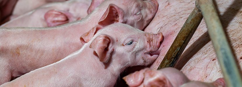 ¿Lo sabes todo sobre el encalostramiento de lechones?