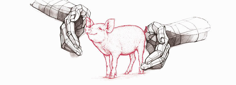 La nueva era del Bienestar Animal en la producción porcina