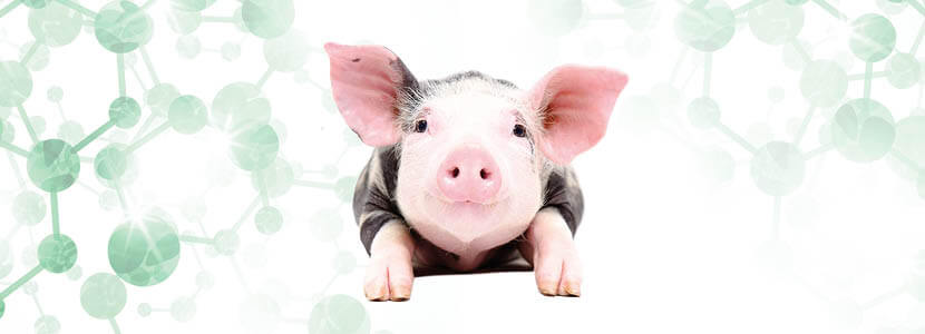 L-Metionina – Fuente sostenible para cubrir requerimientos de aminoácidos en porcino