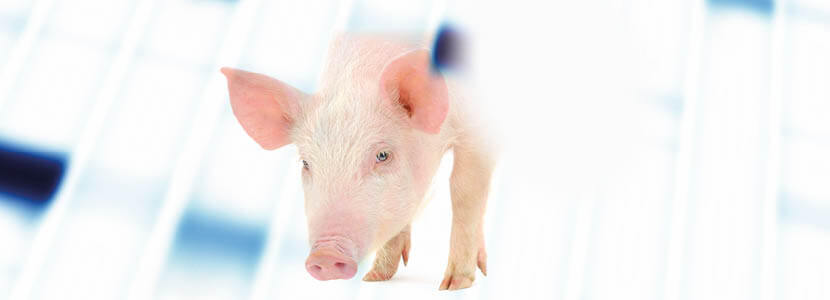 Herramientas moleculares para el estudio epidemiológico de la Disentería Porcina
