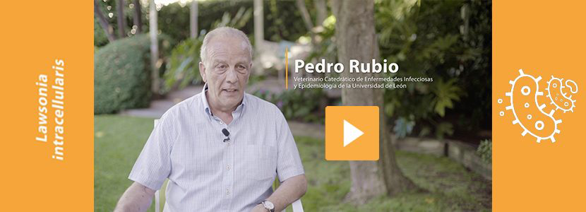 Las claves de la Ileítis Porcina con Pedro Rubio, Catedrático...