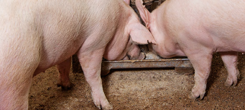 Vietnam imposes stricter fines target feed and breeding violations