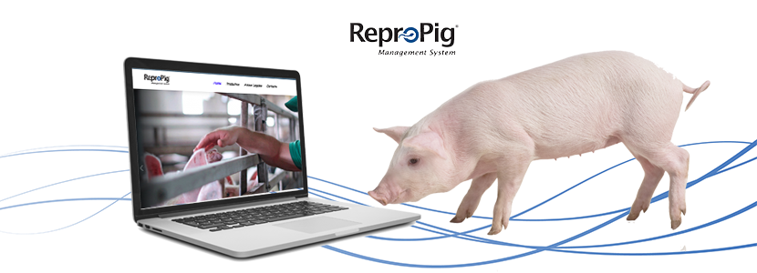 MSD Animal Health lanza la web de ReproPig