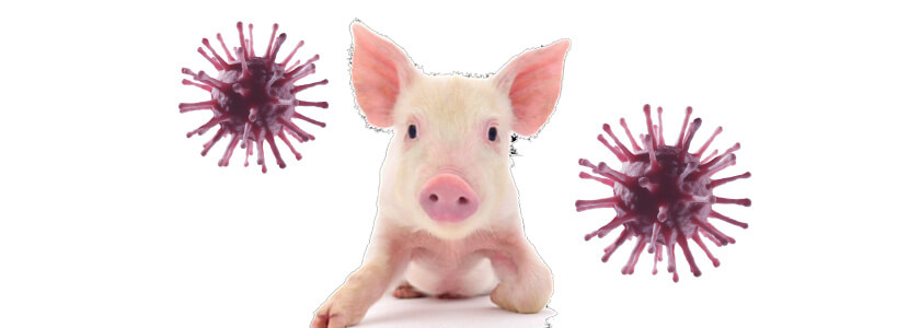 Descifrando el enigma del Pestivirus Atípico Porcino