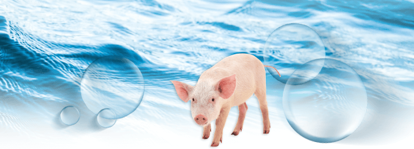 ¿Tan importante es el agua en las explotaciones porcinas?