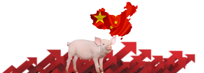 China busca acelerar su producción porcina en preparación del Año Nuevo