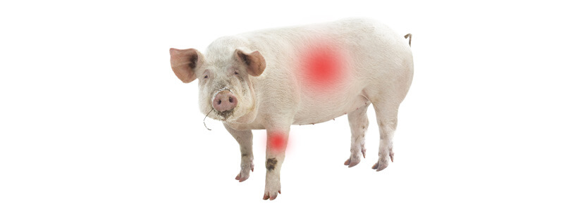 Investigadores identifican formas de cómo manejar el dolor en el ganado