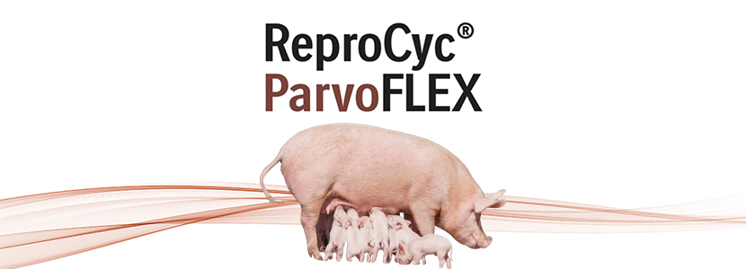 ReproCyc® ParvoFLEX, nueva vacuna frente al parvovirus porcino de Boehringer...