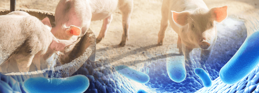 Explorando los nuevos horizontes de la Salud Intestinal y la Nutrición Porcina