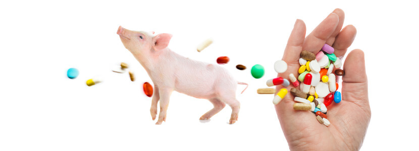 Ayude a comprender a los consumidores por qué usamos antibióticos en cerdos
