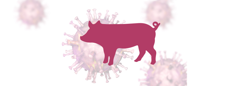 Virus de la peste porcina: científicos consiguen descifrar su estructura tridimensional